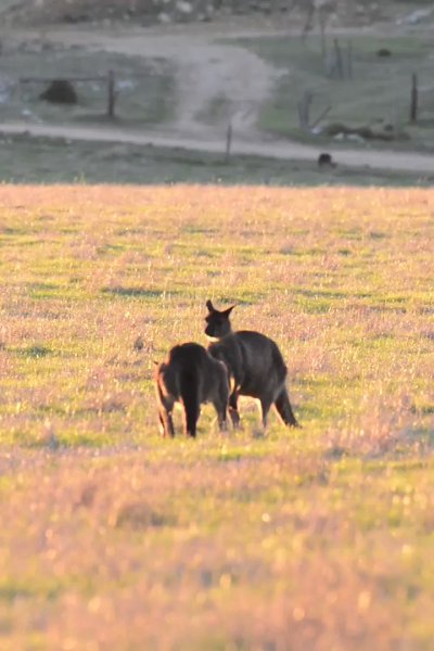 Watch South Australia's leaked NSFW video on TwXstars