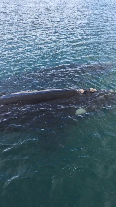 Watch South Australia's leaked NSFW video on TwXstars