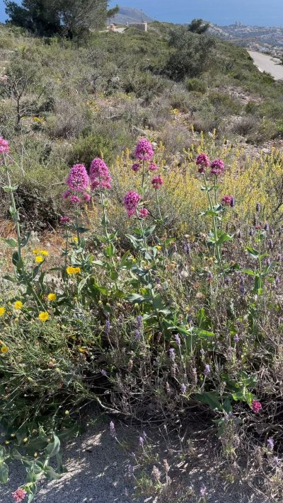 Watch Pam & David🇪🇸's leaked NSFW video on TwXstars