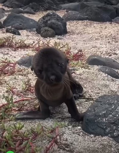 Watch Anthony Cumia's leaked NSFW video on TwXstars