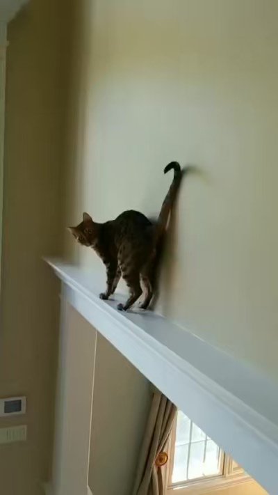 Watch Anthony Cumia's leaked NSFW video on TwXstars