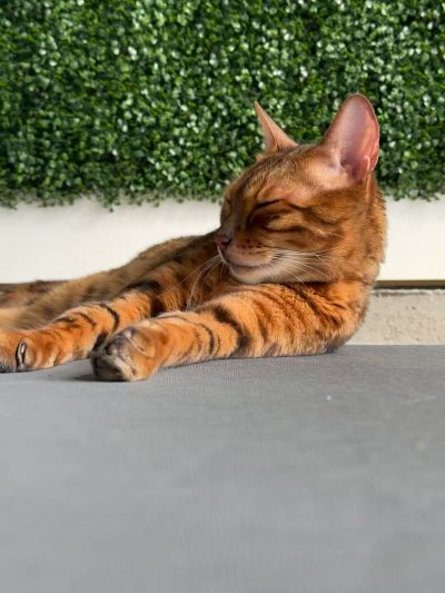 Watch Anthony Cumia's leaked NSFW video on TwXstars