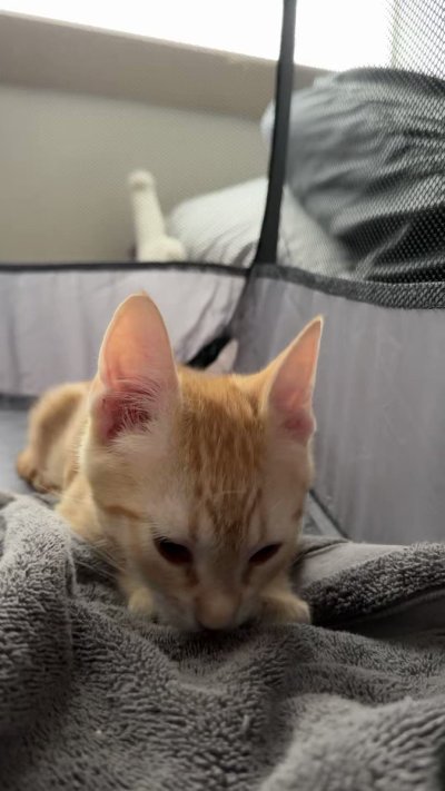 Watch Stefani Somers's leaked NSFW video on TwXstars