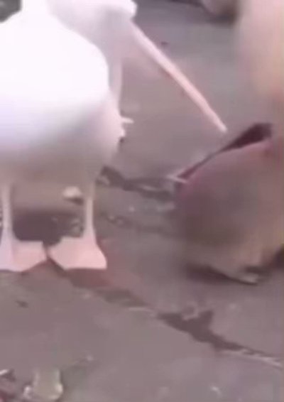 Watch Pookie's leaked NSFW video on TwXstars