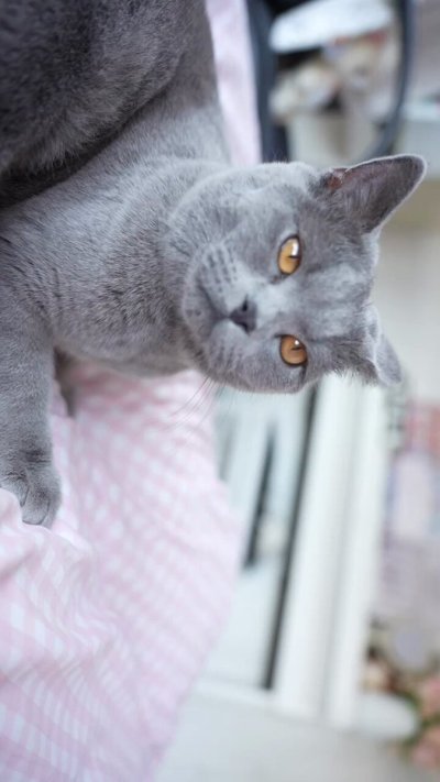 Watch alina kim 🌸's leaked NSFW video on TwXstars