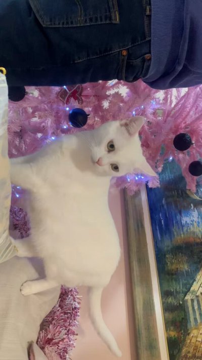 Watch Megan Inky 💜❤️❤️💜❤️💜's leaked NSFW video on TwXstars