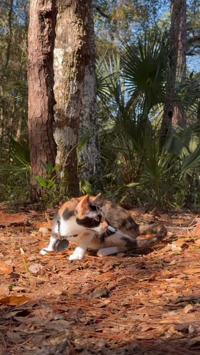 Watch Karina Paola's leaked NSFW video on TwXstars