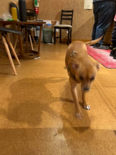 Watch duck's leaked NSFW video on TwXstars