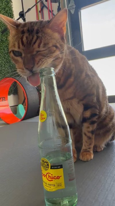 Watch Anthony Cumia's leaked NSFW video on TwXstars