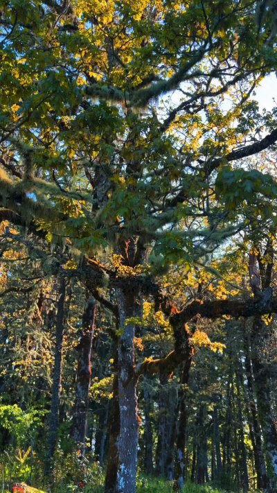 Watch Cherry Crush 🍒's leaked NSFW video on TwXstars