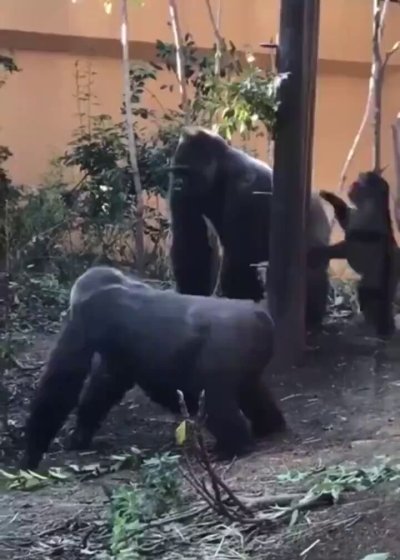 Watch Anthony Cumia's leaked NSFW video on TwXstars