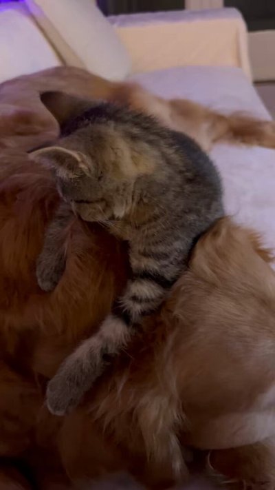 Watch Stass's leaked NSFW video on TwXstars