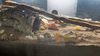 Watch Kitten_Sophie🐱🩷's leaked NSFW video on TwXstars