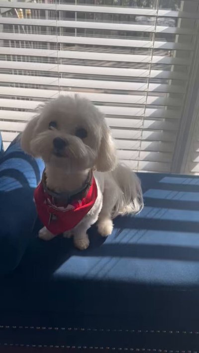 Watch Sexologist Tyomi Morgan, ACS's leaked NSFW video on TwXstars