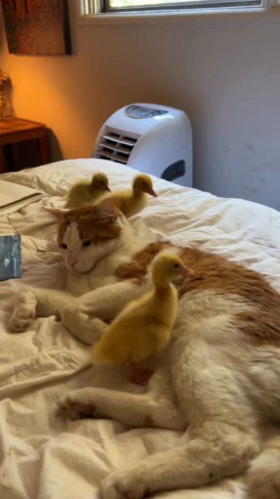 Watch duck's leaked NSFW video on TwXstars