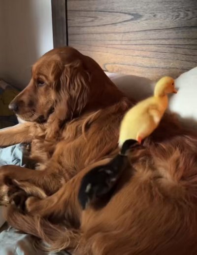 Watch duck's leaked NSFW video on TwXstars