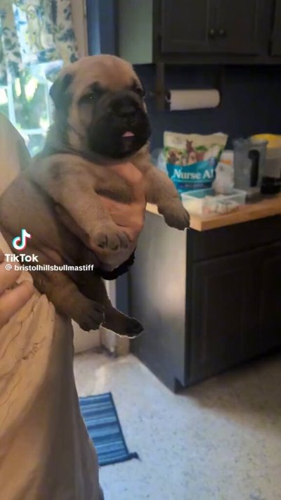 Watch WeRateDogs's leaked NSFW video on TwXstars