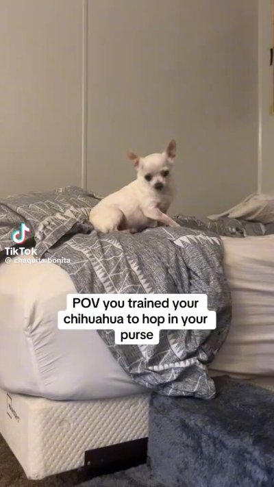 Watch WeRateDogs's leaked NSFW video on TwXstars