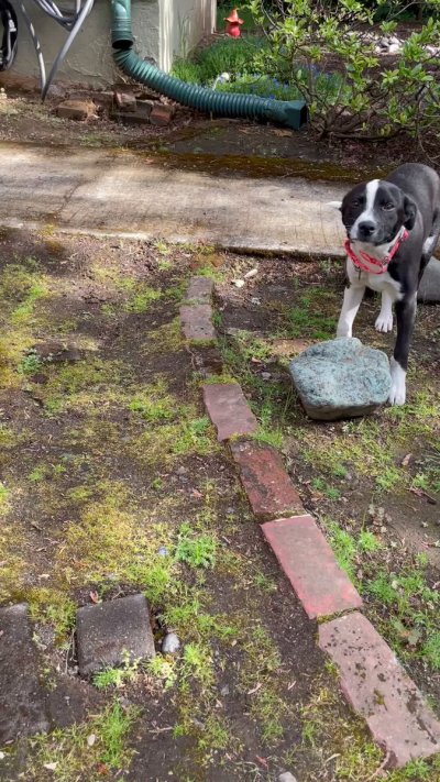 Watch WeRateDogs's leaked NSFW video on TwXstars