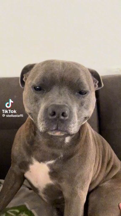 Watch WeRateDogs's leaked NSFW video on TwXstars