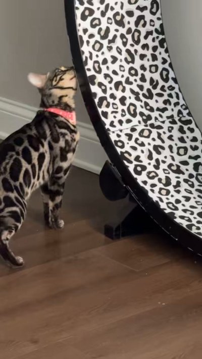 Watch Haley Spades 🌸 ONLYFANS's leaked NSFW video on TwXstars