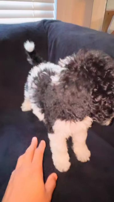 Watch SUCKMYPOLLA's leaked NSFW video on TwXstars