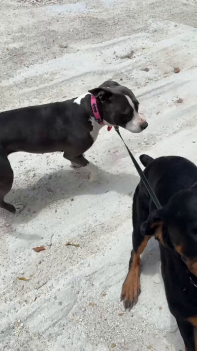 Watch Mickey Knox **18+**'s leaked NSFW video on TwXstars