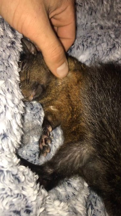 Watch Squirrel_Dad's leaked NSFW video on TwXstars