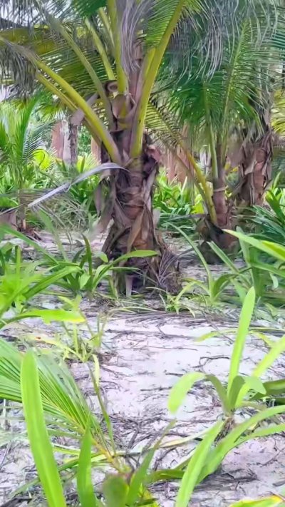 Watch Shay Sights's leaked NSFW video on TwXstars