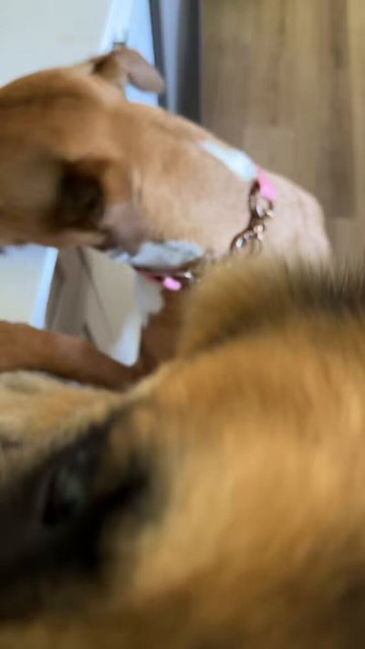 Watch Red 🇨🇦's leaked NSFW video on TwXstars