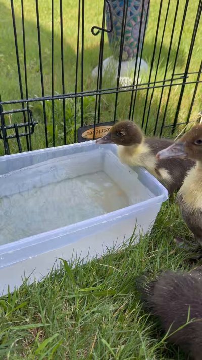 Watch novaruu's leaked NSFW video on TwXstars