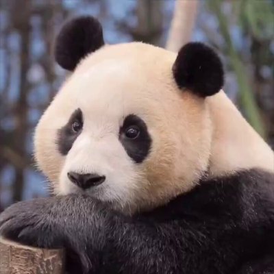 Watch Buitengebieden's leaked NSFW video on TwXstars