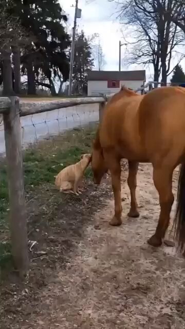 Watch Buitengebieden's leaked NSFW video on TwXstars