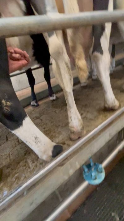 Watch Itsthatkiwigirl's leaked NSFW video on TwXstars