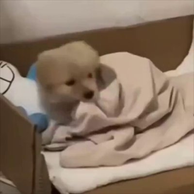 Watch Buitengebieden's leaked NSFW video on TwXstars