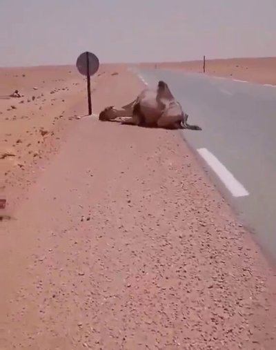 Watch Buitengebieden's leaked NSFW video on TwXstars