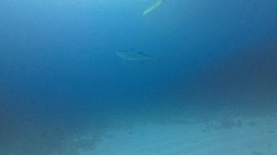 Watch QTsnack's leaked NSFW video on TwXstars