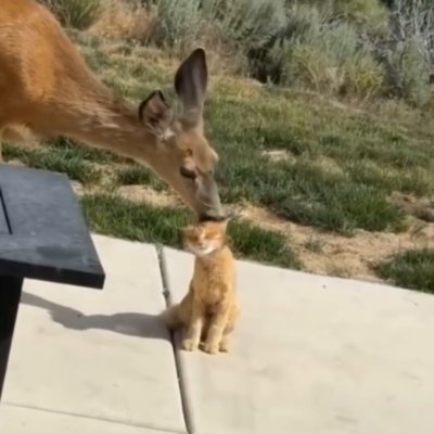 Watch Buitengebieden's leaked NSFW video on TwXstars