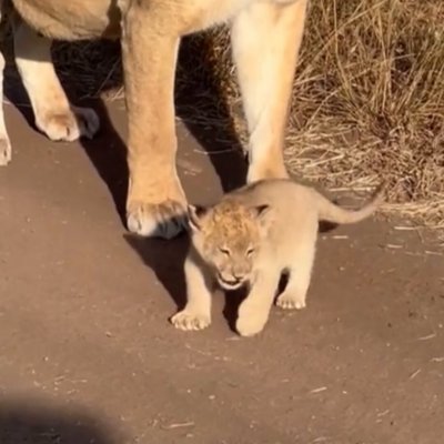 Watch Buitengebieden's leaked NSFW video on TwXstars