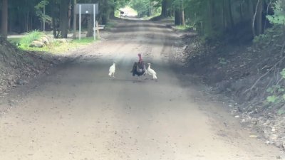 Watch Brandi Love ®'s leaked NSFW video on TwXstars