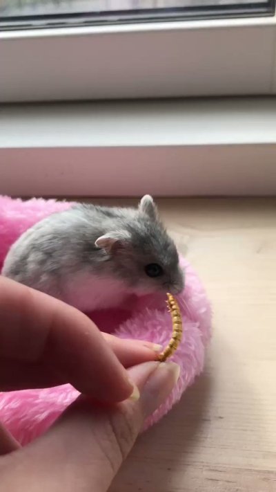 Watch Adeline Frost ✧'s leaked NSFW video on TwXstars