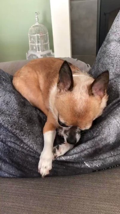 Watch VividVivka 💜's leaked NSFW video on TwXstars