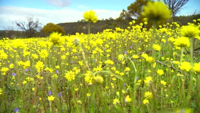 Watch Western Australia's leaked NSFW video on TwXstars