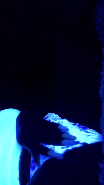 Watch Gatekeeper of the cheeks🍑's leaked NSFW video on TwXstars