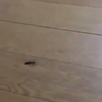 Watch Perfectly Cut Screams's leaked NSFW video on TwXstars