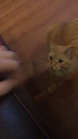 Watch Perfectly Cut Screams's leaked NSFW video on TwXstars