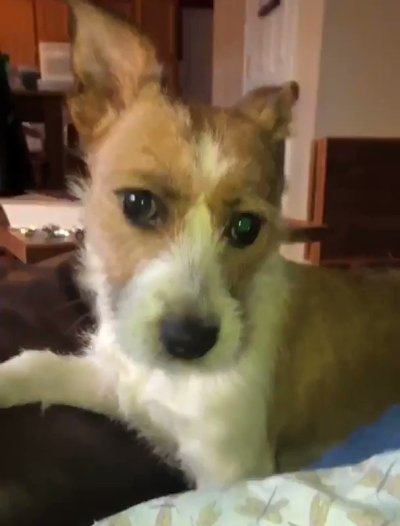 Watch Perfectly Cut Screams's leaked NSFW video on TwXstars