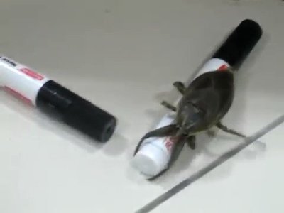 Watch Perfectly Cut Screams's leaked NSFW video on TwXstars