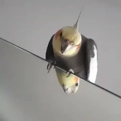 Watch Perfectly Cut Screams's leaked NSFW video on TwXstars