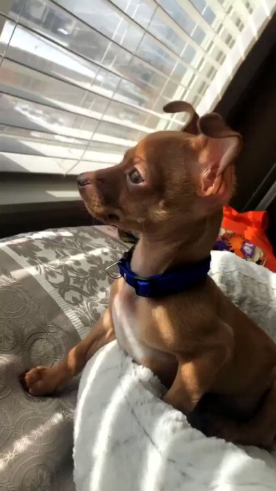 Watch Gatekeeper of the cheeks🍑's leaked NSFW video on TwXstars